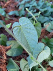 Ipomoea biflora