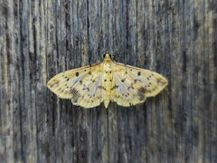 Herpetogramma cynaralis