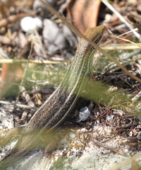 Trachylepis elegans