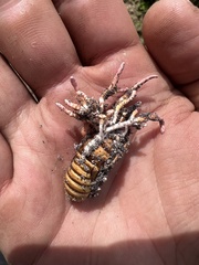 Ophiocordycipitaceae