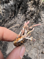 Ophiocordycipitaceae