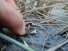 Paramarasmius mesosporus