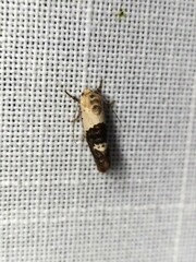 Hypertropha chlaenota