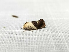 Hypertropha chlaenota