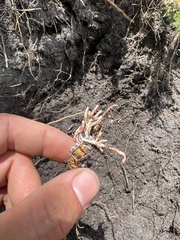 Ophiocordycipitaceae