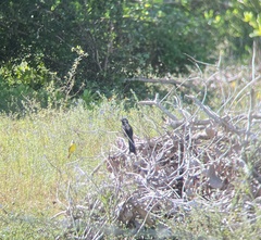 Crotophaga sulcirostris