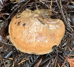 Suillus caerulescens