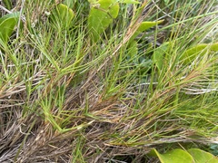 Distichlis distichophylla