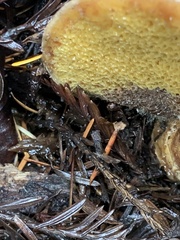 Suillus caerulescens