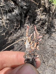 Ophiocordycipitaceae