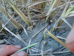 Paramarasmius mesosporus