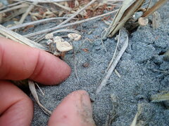 Paramarasmius mesosporus