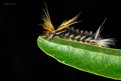 Halysidota ruscheweyhi