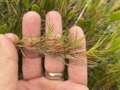 Distichlis distichophylla