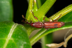 Brentinae