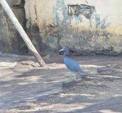 Egretta caerulea