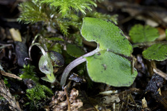 Corybas hypogaeus