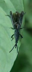 Brentidae
