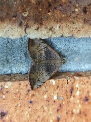 Chrysolarentia mecynata