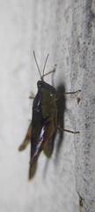 Paulinia acuminata