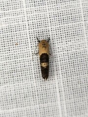 Hypertropha chlaenota