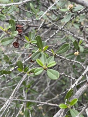 Ceanothus megacarpus