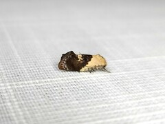 Hypertropha chlaenota