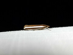 Corynophora lativittalis