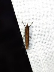 Corynophora lativittalis
