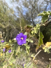 Solanum houstonii