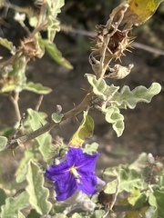 Solanum houstonii