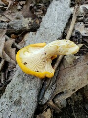 Cantharellus phasmatis