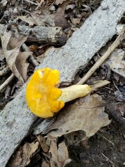 Cantharellus phasmatis