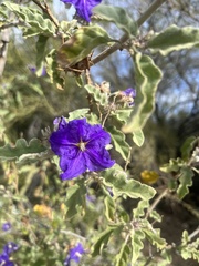 Solanum houstonii