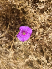 Ipomoea ternifolia