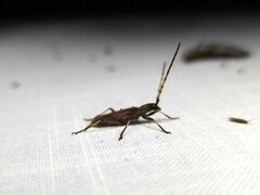 Didymocantha obliqua