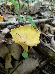 Cantharellus chicagoensis