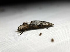 Cryptalaus prosectus