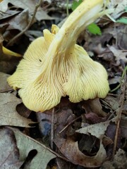 Cantharellus chicagoensis