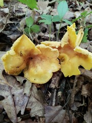 Cantharellus chicagoensis