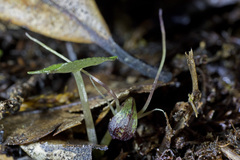 Corybas hypogaeus