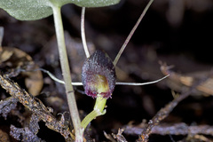 Corybas hypogaeus