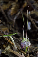 Corybas hypogaeus