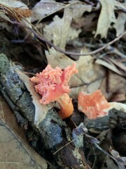 Cantharellus corallinus