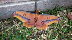 Opodiphthera loranthi