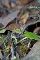 Corybas hypogaeus