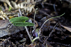 Corybas hypogaeus