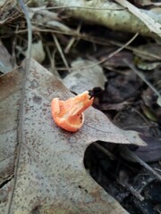 Cantharellus corallinus