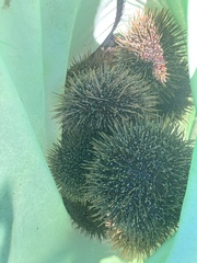 Evechinus chloroticus