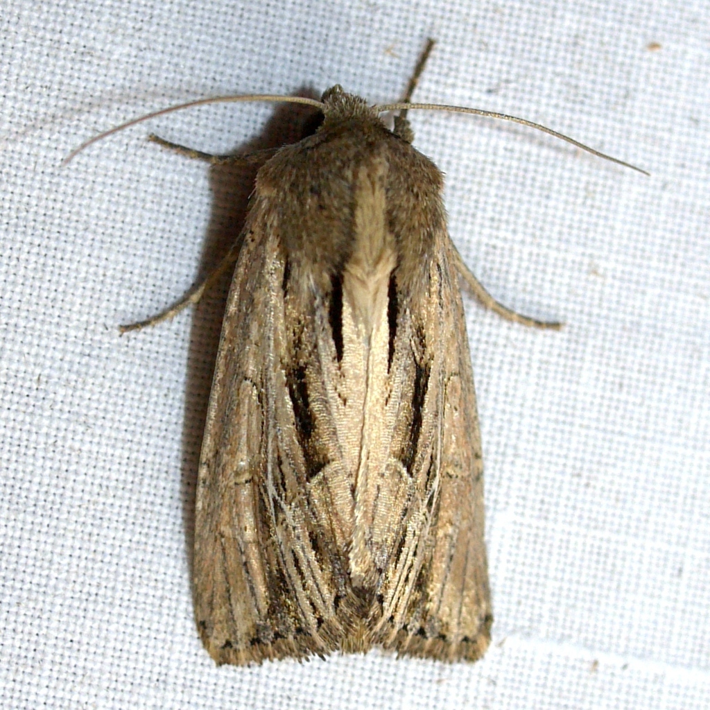 Four-lined Borer Moth